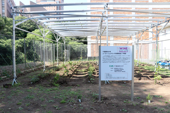 ソーラーシェアリング