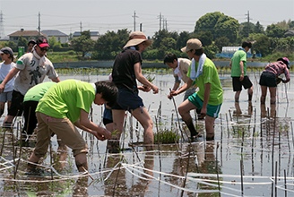 田植え