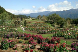 フラワーガーデン