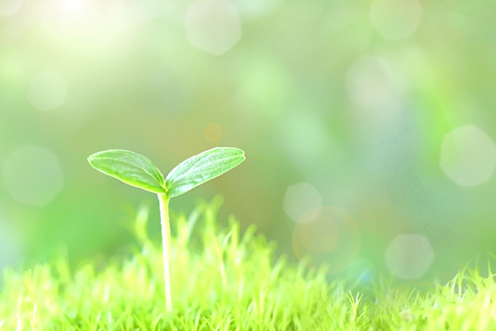 SDGs目標15イメージ