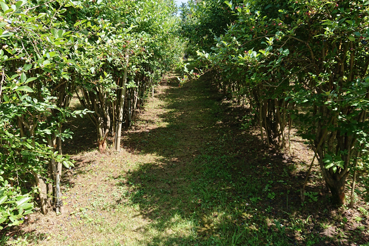 フェアトレード