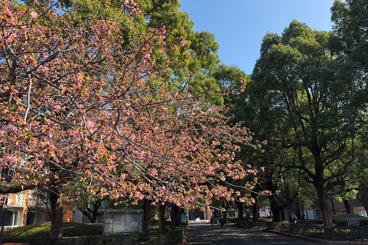 千葉商科大学メインストリート