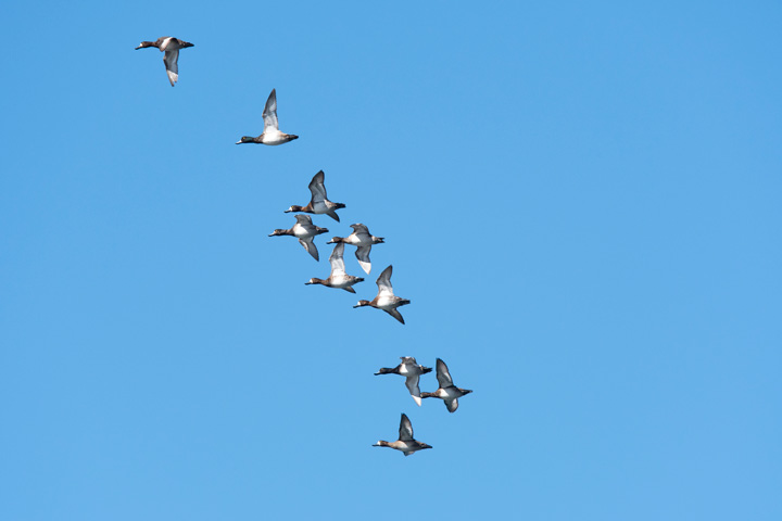 世界渡り鳥デー