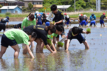 田んぼアート in 山武市