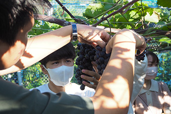 CUC100ワイン・プロジェクト