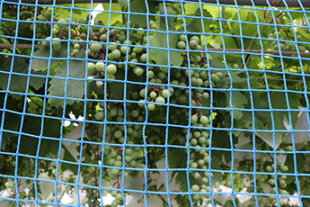 エシカルデイズ