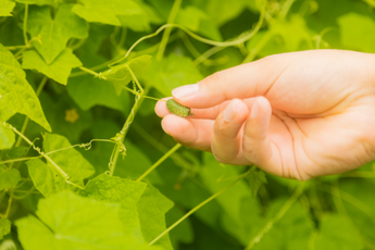 マイクロきゅうり