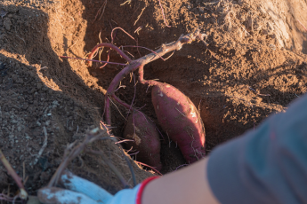 さつまいも