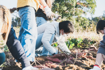 さつまいも堀り