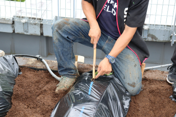 苗植え付け