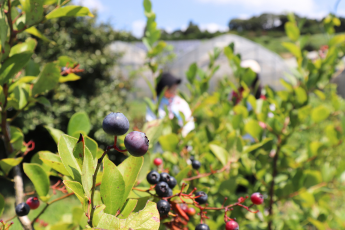 ブルーベリー畑