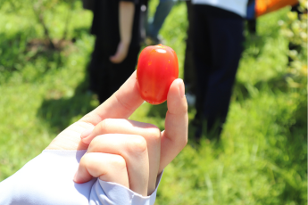 ミニトマト試食