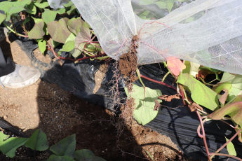 ネットはがし作業