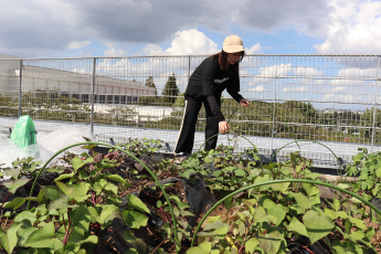 ネットはがし作業