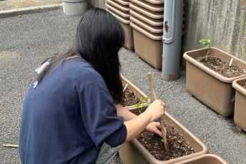定植