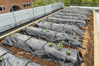 UD FARM