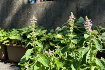 ホーリーバジル