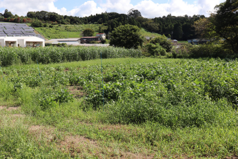 畑の様子