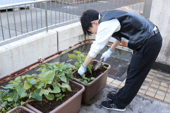 プランター栽培