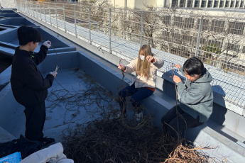 ツルの選定作業