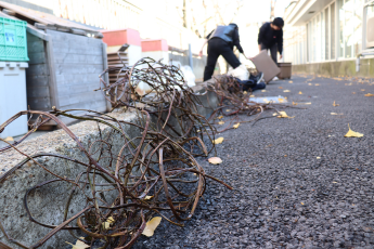 ツルの乾かし作業