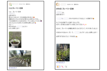 ブルーベリー日記