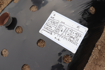 植え付け作業完了