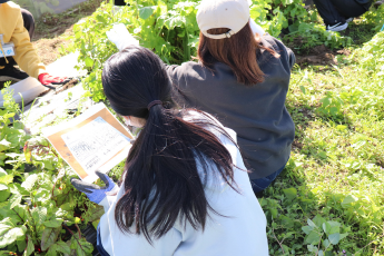 畑のお手入れ①